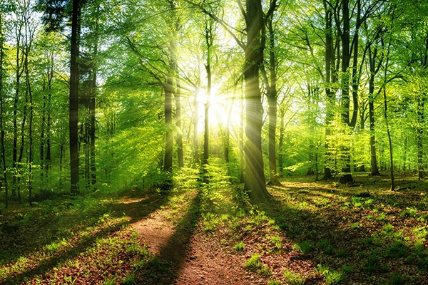 Transparency and insight for sustainability reporting